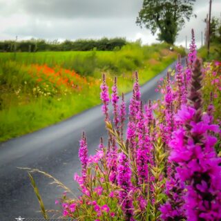 Wildflowers-lined Irish County Road