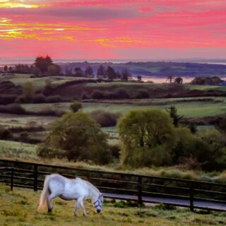 White Horse under Irish Sunrise