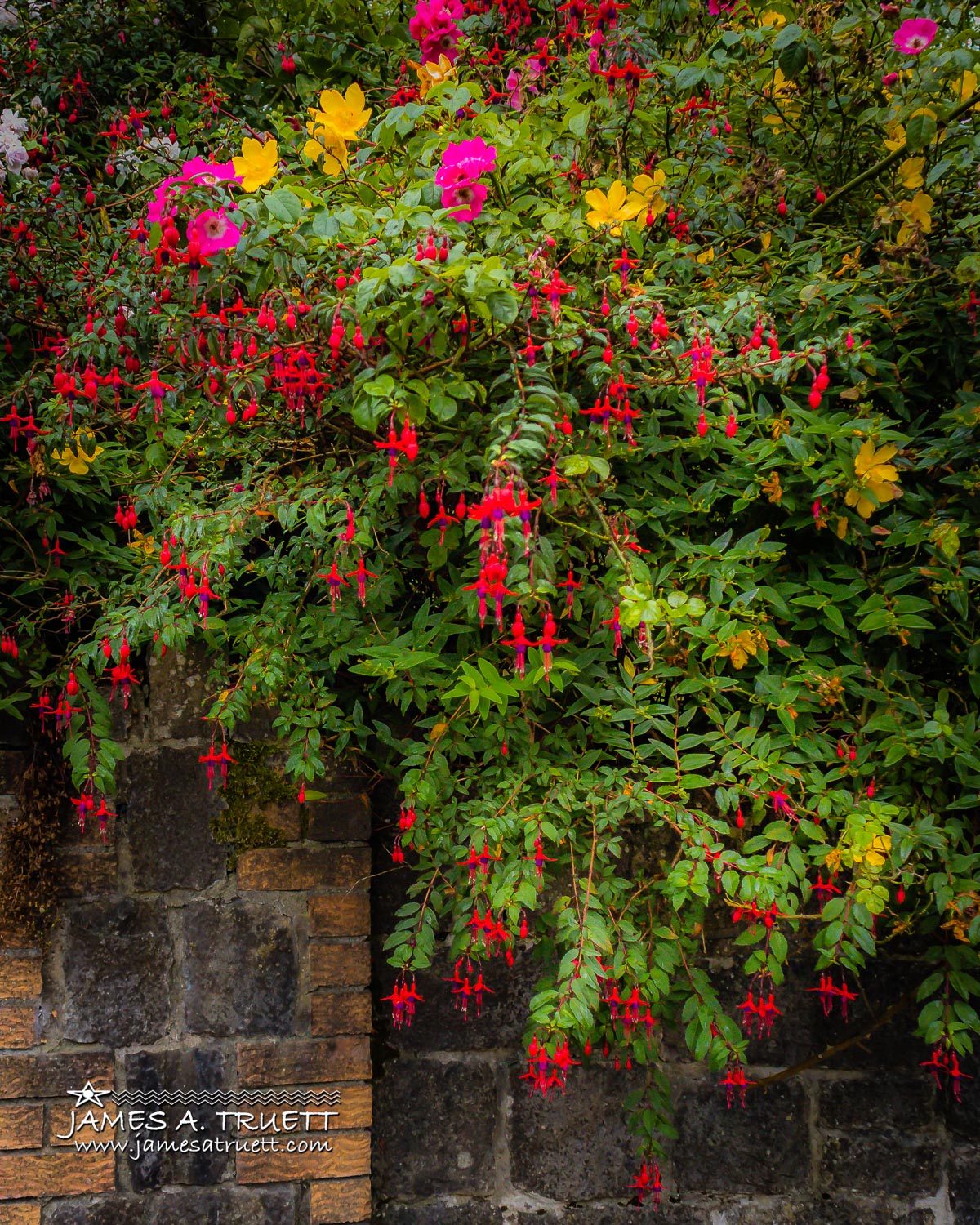 Irish Symphony of Soothing Colours