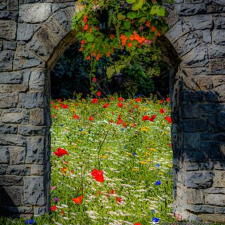 Portal to Secret Irish Wildflower Garden