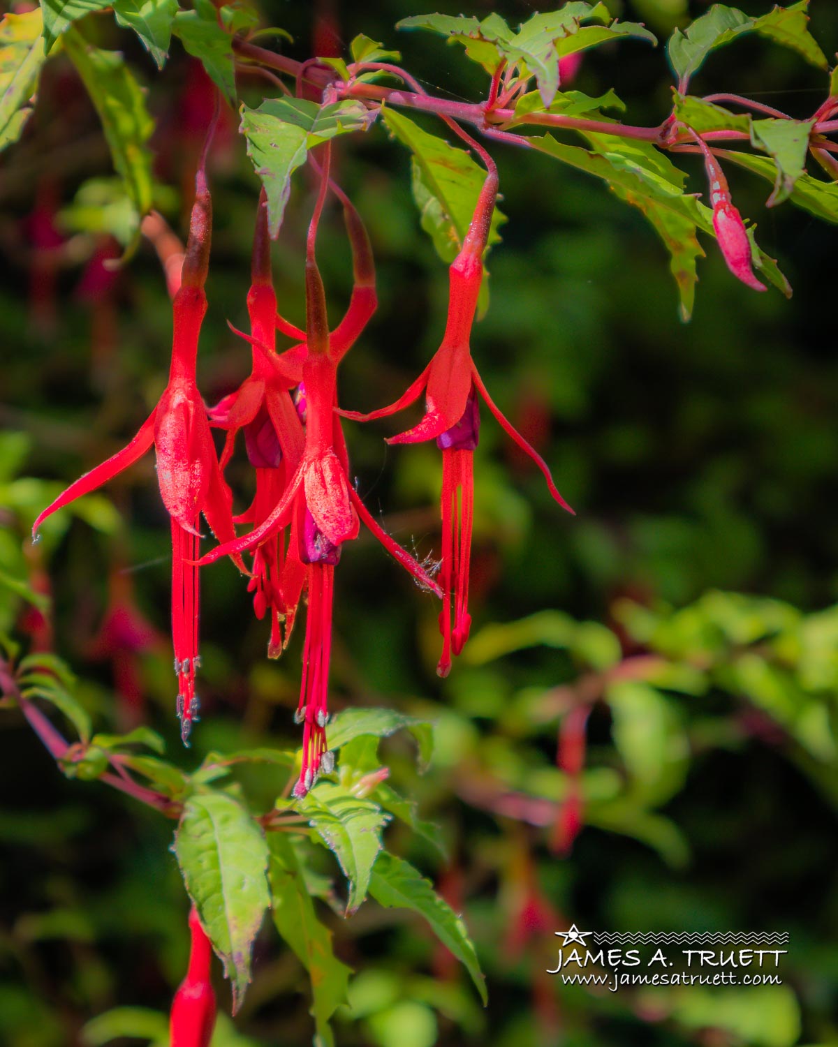 Wild Fuchsias in the Irish Countryside