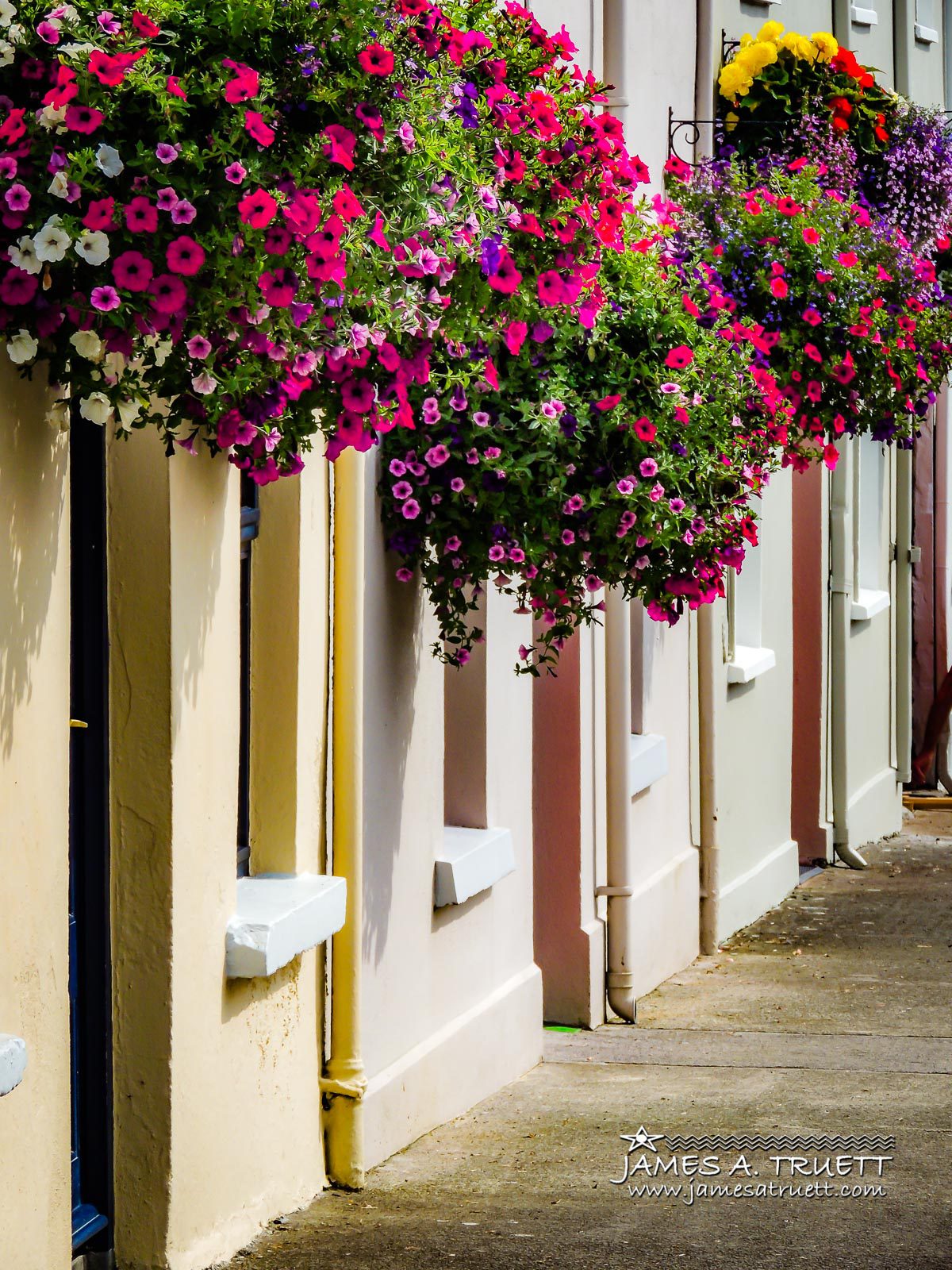 Splash of Summer Colour in Kildysart