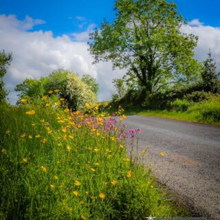 Wildflowers of Liscormick, County Clare