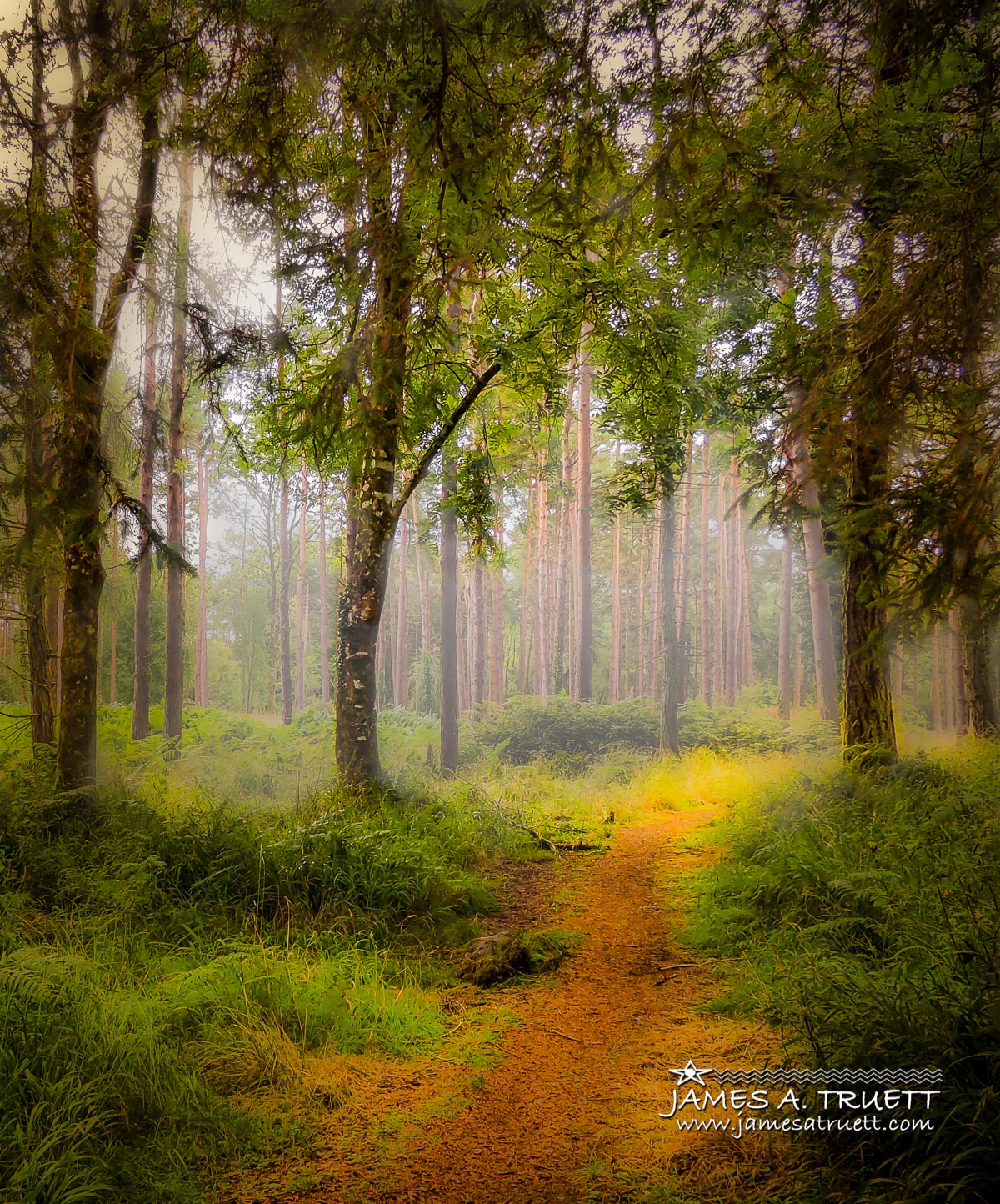 Enchanted Forest at County Galway's Portumna Park