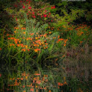 Colorful Irish Roadside Scenery