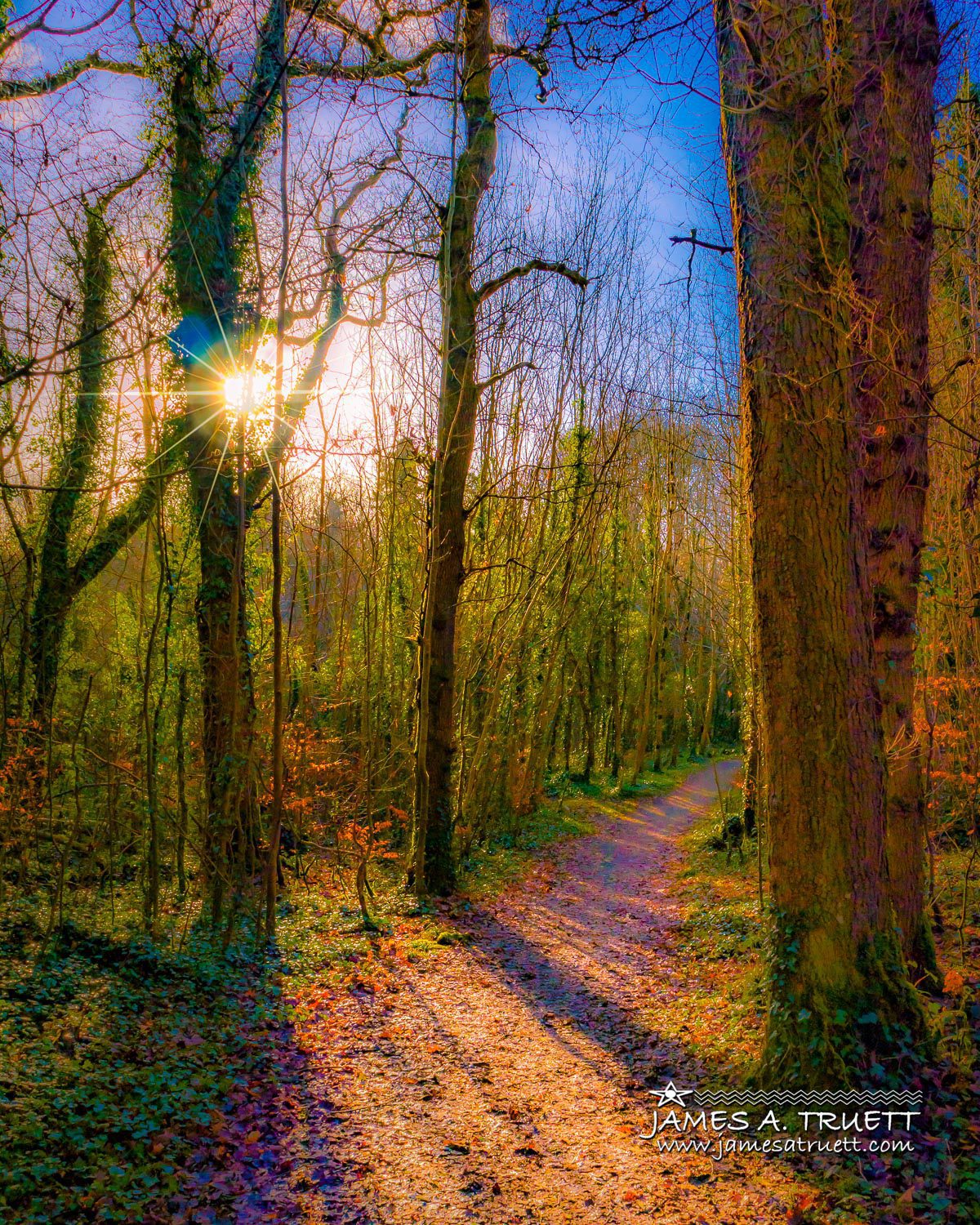 Autumn Path in Dromore Wood