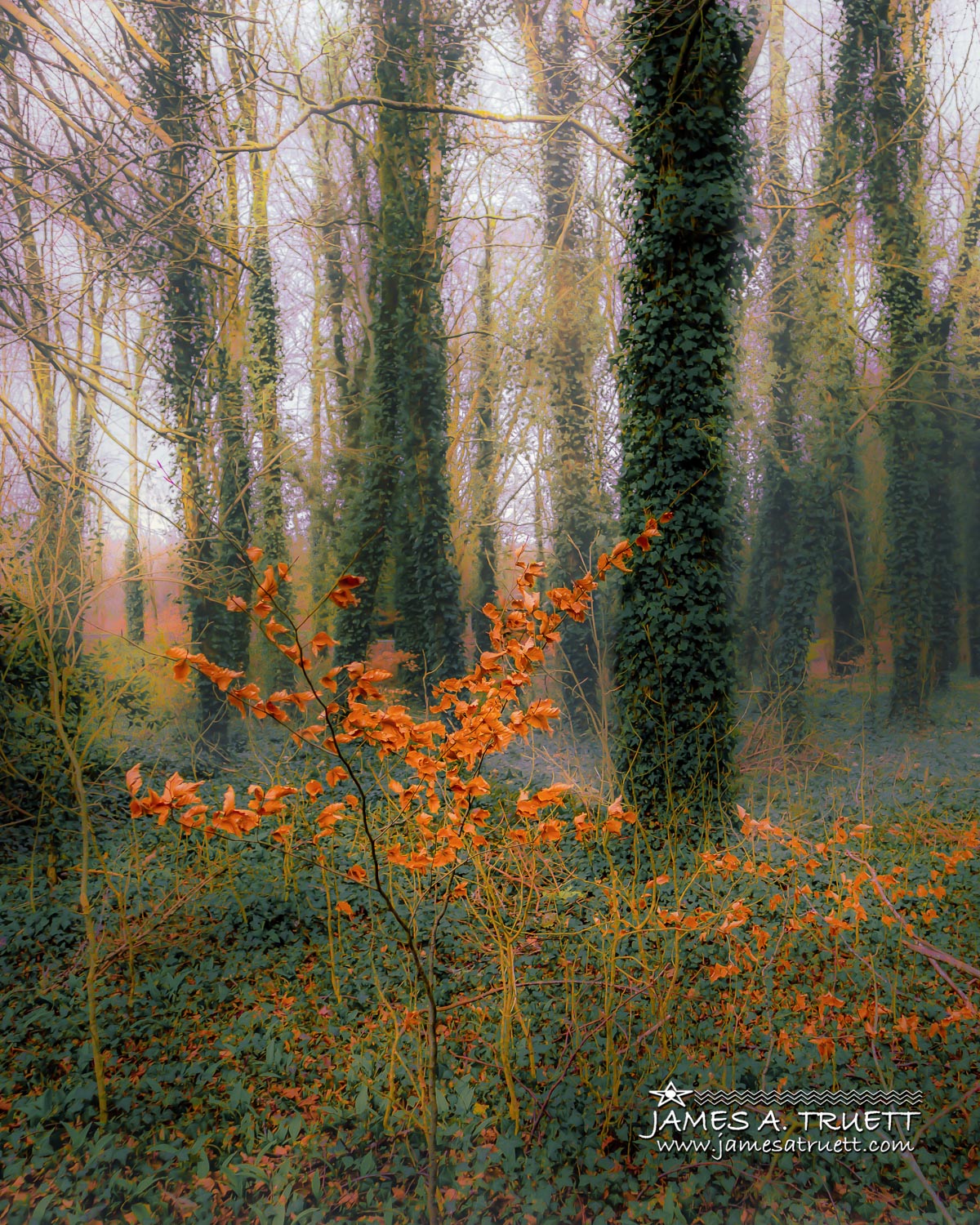 Coole Park in Autumn