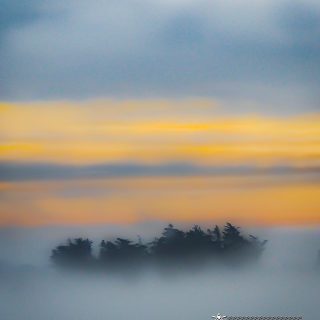 Trees Shrouded by Irish Mist