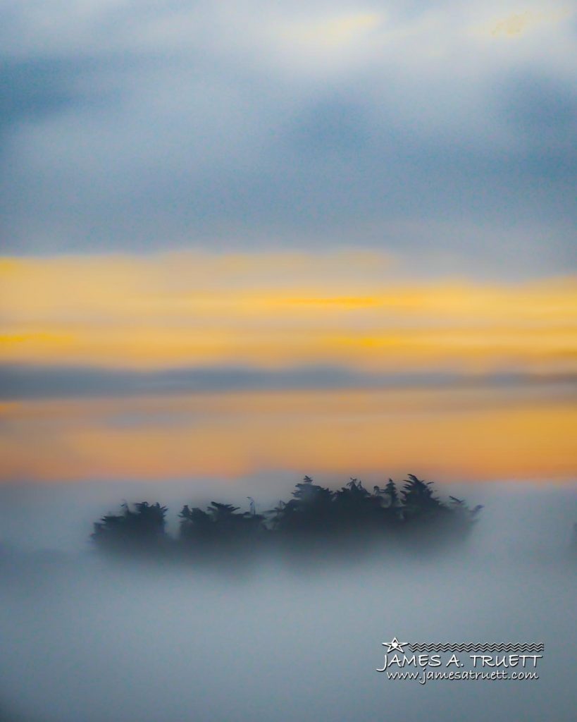 Trees Shrouded by Irish Mist