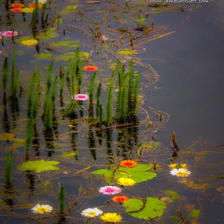 Flowers In The Markree Castle Moat