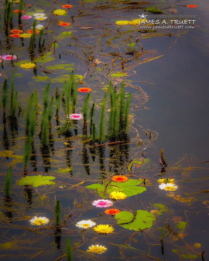 Flowers In The Markree Castle Moat