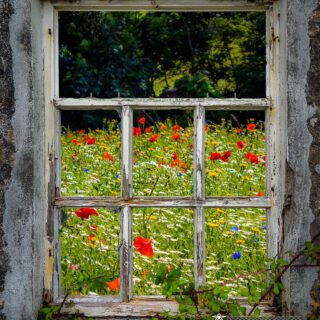 Irish Wildflower Meadow framed by Weathered Window