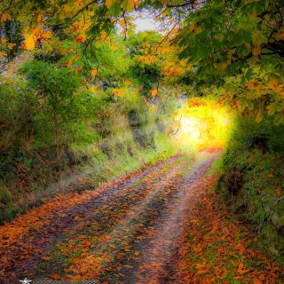 autumn path