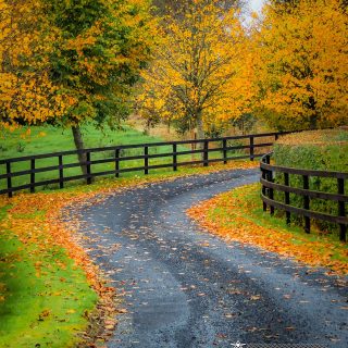 Autumn Colours on County Clare Driveway