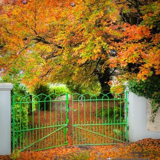 Green Gate in Autumn