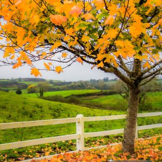 Ballynacally in Autumn