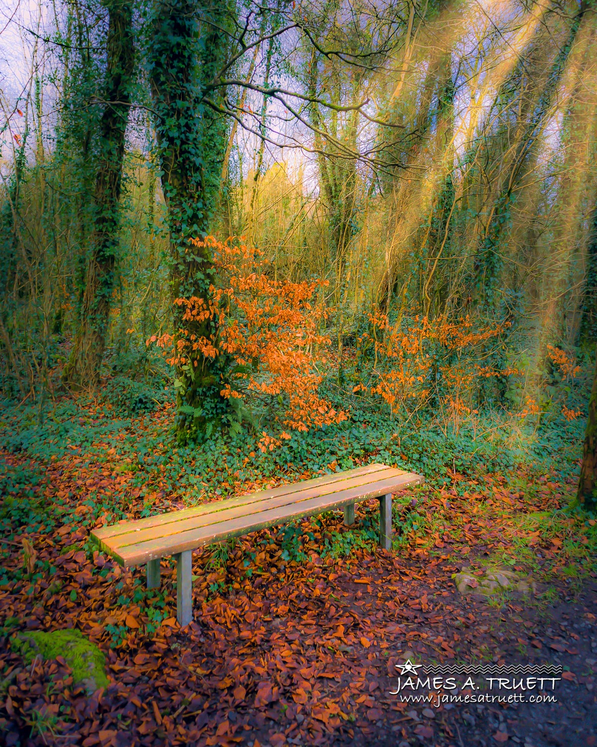 Bench at Dromore Wood in Autumn