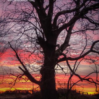 tree silhouette sunrise