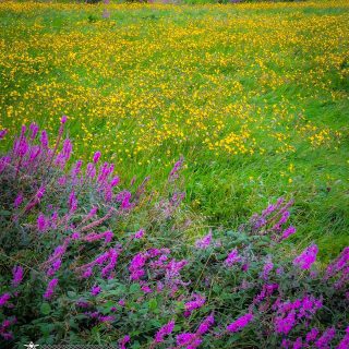 wildflowers in irish meadow