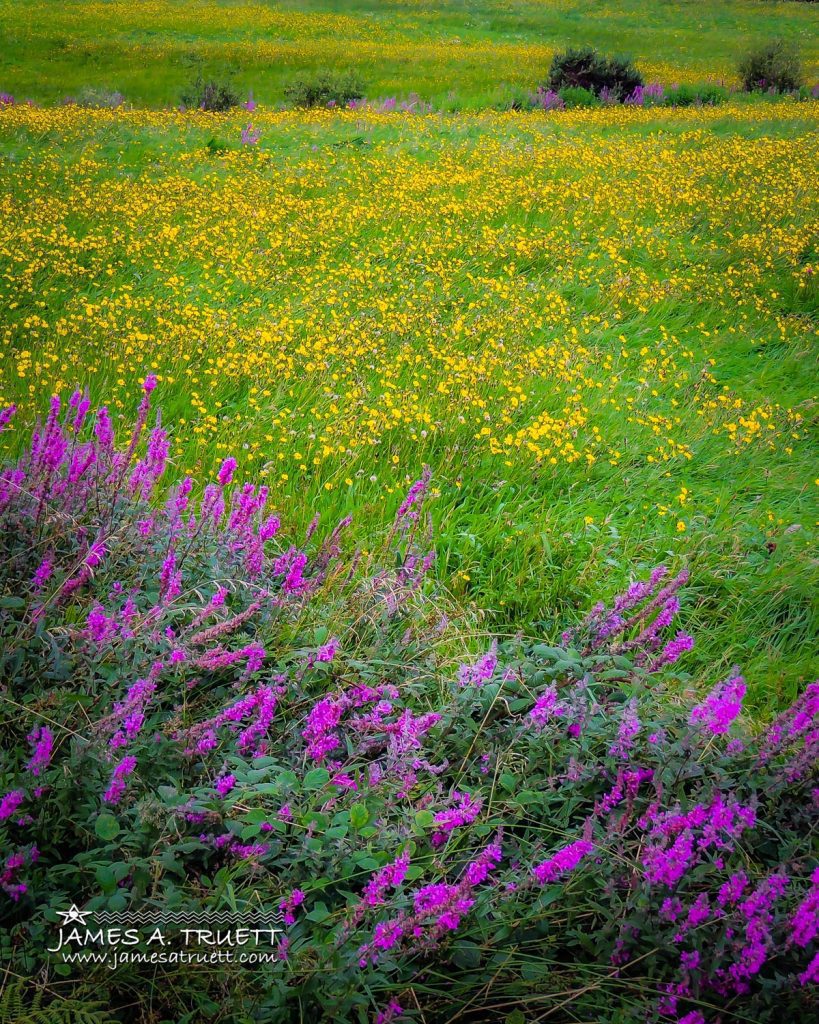 wildflowers in irish meadow