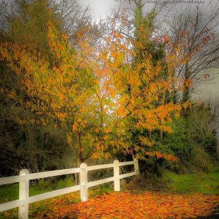 autumn cherry tree