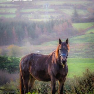 horse in county clare