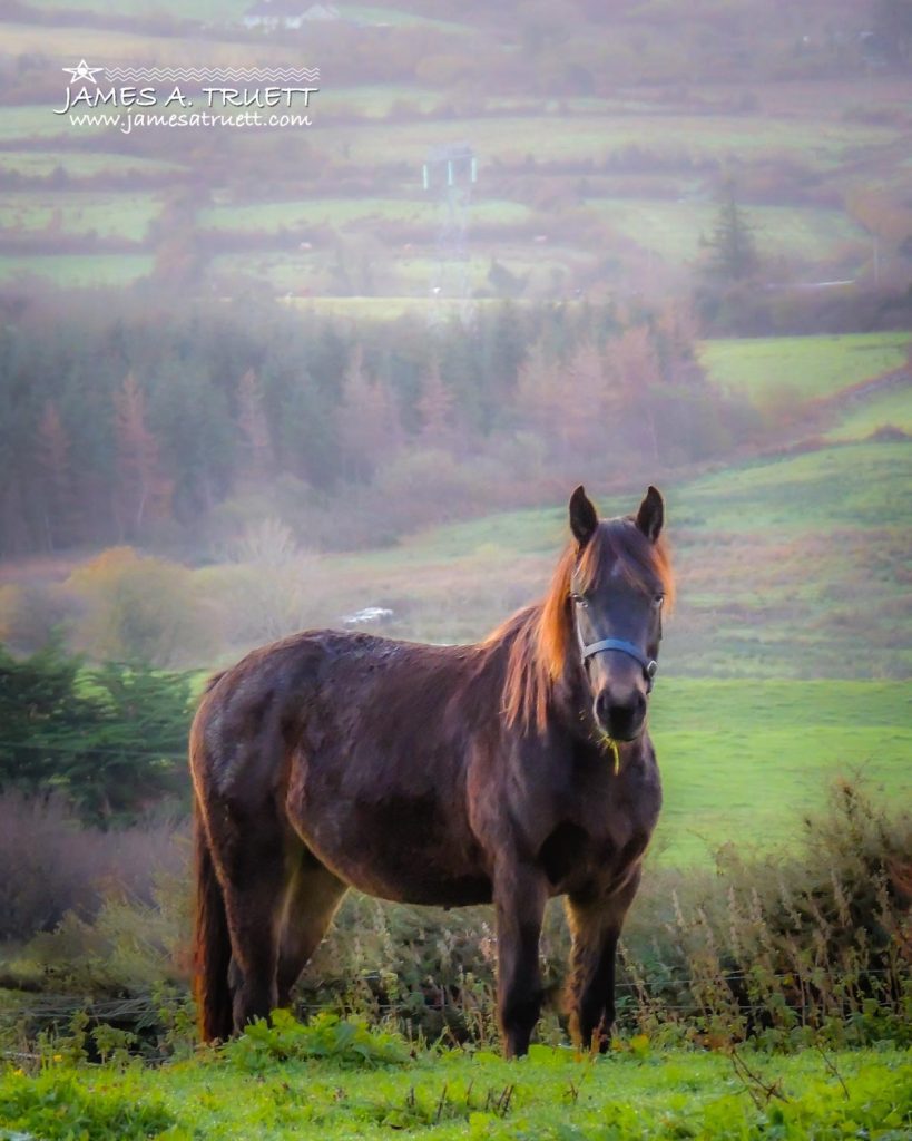 horse in county clare