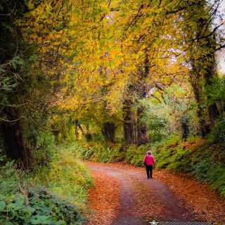 Autumn Stroll in Clondegad Wood