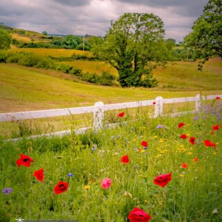 Veterans Day and Remembrance Poppies