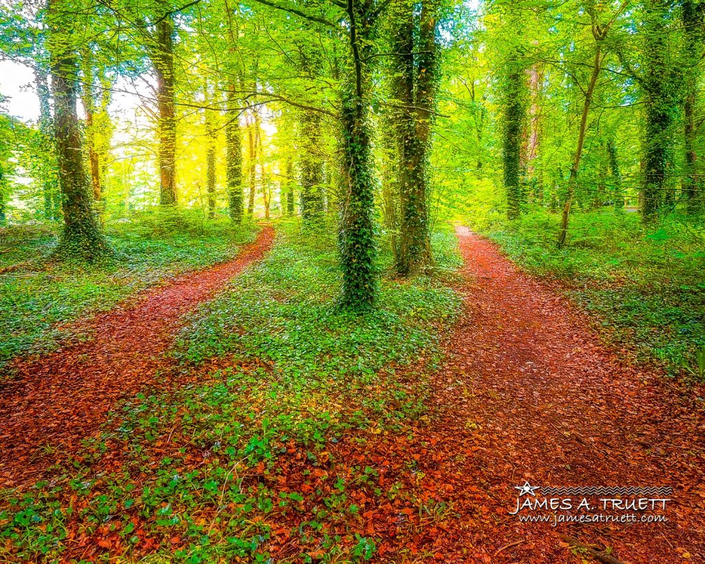 Two Paths Diverge in Coole Park, County Galway