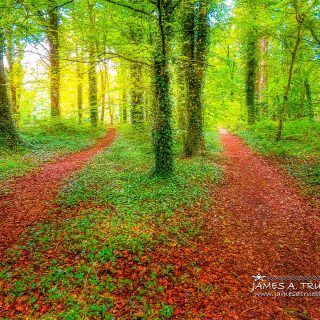 Two Paths Diverge in Coole Park, County Galway