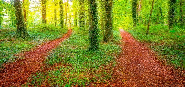 Two Paths Diverge in Coole Park, County Galway